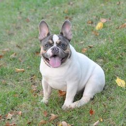 Frankie - French Bulldog