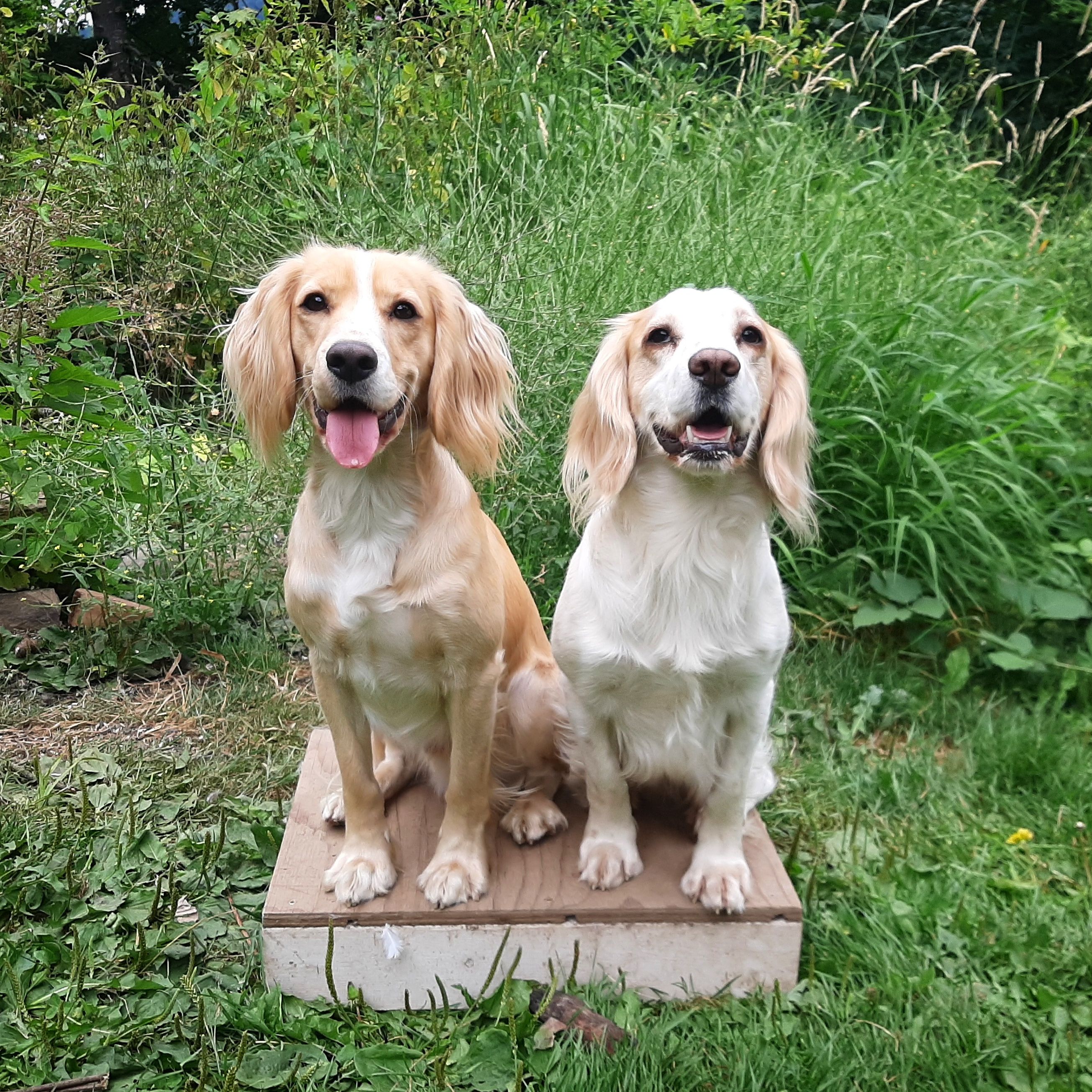 Shuksan Fieldbred English Cocker Spaniels in Washington English Cocker Spaniel puppies Good Dog