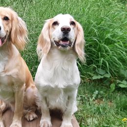 English Cocker Spaniels from Shuksan Field-bred English Cocker Spaniels