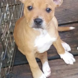 Bull Terrier and Staffordshire Bull Terrier Puppies from Courstaff Staffords