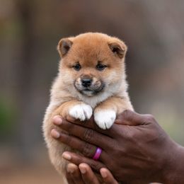 Girl (Pink) - Red Shiba Inu puppy in Hephzibah, Georgia from Evenfalls Shiba Inu
