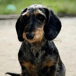 Queenie - Dachshund