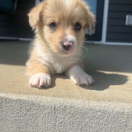 Shooter - Sable merle and white male American Corgi puppy in Brownstown, Indiana from Brave Country Kennels