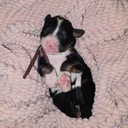 Reina - Tri-color female Bernedoodle puppy in Grove, Oklahoma from Grand Lake Poodles & Doodles