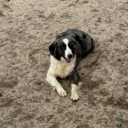 Bonnie - Miniature Australian Shepherd