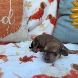 Shaded cream 1 - Red male Dachshund puppy in West Plains, Missouri from Spring Creek Dachshunds