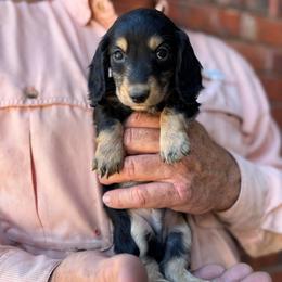 Padrig - Black and cream male Dachshund puppy in Altus, Oklahoma from Johnson Prairie Pups