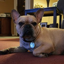 Venus - French Bulldog
