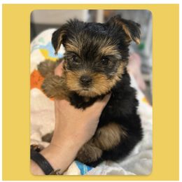 Maximus aka Falafel - Black and tan male Yorkshire Terrier puppy in Annandale, Virginia from Artisan Yorkies LLC