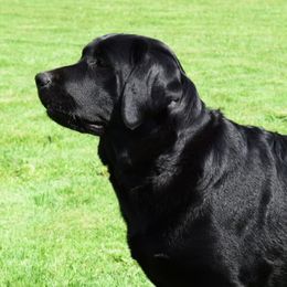 Duchess - Labrador Retriever
