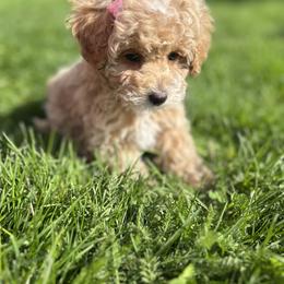 Cavapoo, Cockapoo, Goldendoodle, and Maltipoo Puppies from Perdue Puppies