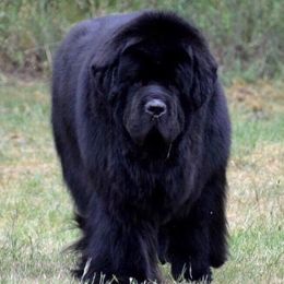 Fiero - Newfoundland