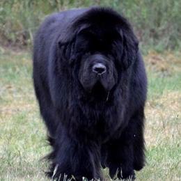 Fiero - Newfoundland