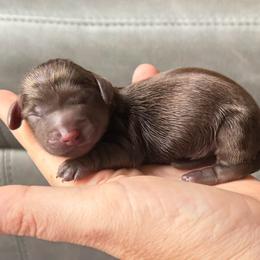 Boy 2 - Chocolate male Dachshund puppy in London, Kentucky from Steele Half Acre Homestead