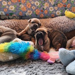 Staffordshire Bull Terriers from Shasta Staffords and Dobermans