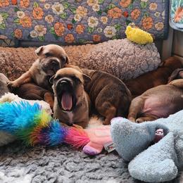 Staffordshire Bull Terriers from Shasta Staffords and Dobermans