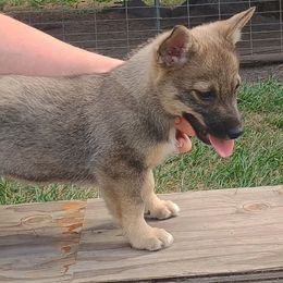 Litha - Gray female Swedish Vallhund puppy in Ellensburg, Washington from Faery Mount Farm
