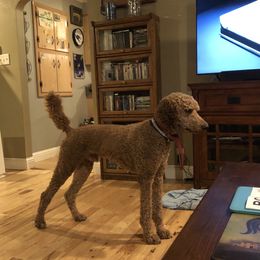 Reggie - Poodle