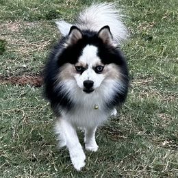 Jinx - Pomsky