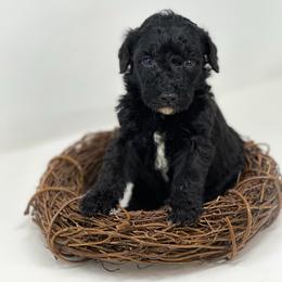 Diesel - Black male Labradoodle puppy in Davison, Michigan from Dreaming Doodles