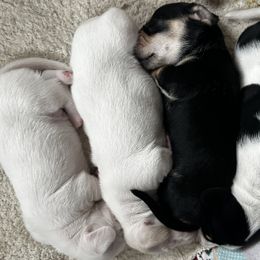 Dachshund puppies from Empire's Dachshunds