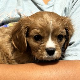 Blaze - Ruby male Cavalier King Charles Spaniel puppy in Shoals, Indiana from Willow Valley Farm