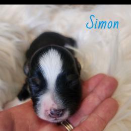 Simon - Black tri male Miniature Australian Shepherd puppy in Macomb, Missouri from Faunus Farms and Aussies