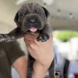 Cane Corso and French Bulldog Puppies from LV3M Cane Corso