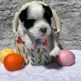Havanese Puppies from Nevin Keeney