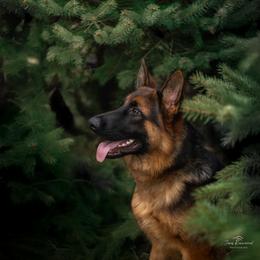 German Shepherd All Grown Up from Free Indeed Shepherds