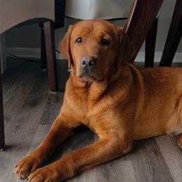 Myro - Labrador Retriever