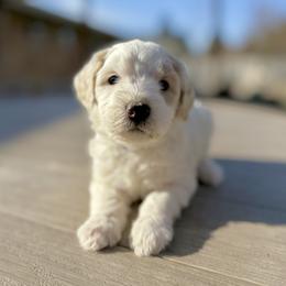 Bandit (blue) - male Golden Mountain Doodle puppy in Twin Falls, Idaho from Magic Valley Family Doodles