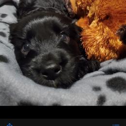 Cavapoo Puppies from Wee-1 Cavapoos