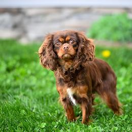 Espresso - Cavalier King Charles Spaniel