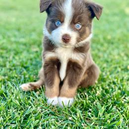 Cupid - Red tri male Toy Australian Shepherd puppy in Lincoln, California from Country Dreams Mini Aussies
