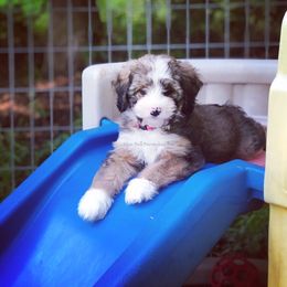 Bernedoodle Puppies from Blue Bell Bernedoodles