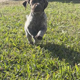 German Shorthaired Pointer Puppies from Dem Feuerhaus Gun Dogs