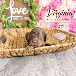 Virginia - Chocolate female Australian Labradoodle puppy in Taylor, Michigan from Mi Best Doodle Ever, LLC