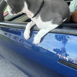 Italian Greyhound Puppies from Fisher Link