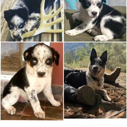 Australian Cattle Dog and Australian Shepherd All Grown Up from Silver Bitch Stables