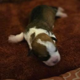 Girl 3 - Chocolate female Assorted Doodle Crosses puppy in Junction, Utah from Sugar Doodles
