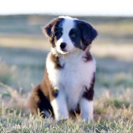 Cookie - Black tri female Miniature American Shepherd puppy in Stephenville, Texas from Diamond H Aussies