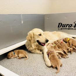 Miss Purple - Golden female Golden Retriever puppy in Carmichael, California from Sadie Lane Family Goldens