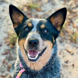 Penny - Australian Cattle Dog
