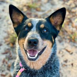 Penny - Australian Cattle Dog