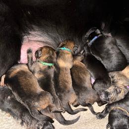 Black female - Black female German Shepherd puppy in Inverness Highlands South, Florida from Von der Tetiaroa German Shepherd dogs