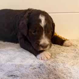 Yellow Collar Girl - Brown and white female Bernedoodle puppy in San Augustine, Texas from Vintage Doodles