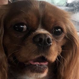 Misread - Cavalier King Charles Spaniel