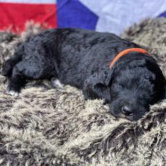 Poodle and Whoodle Puppies from Kalin’s K9s