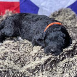 Poodle and Whoodle Puppies from Kalin’s K9s